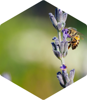 Uso cosmetico miel de lavanda