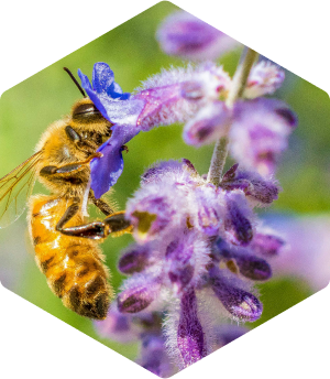 Uso medicinal miel de lavanda